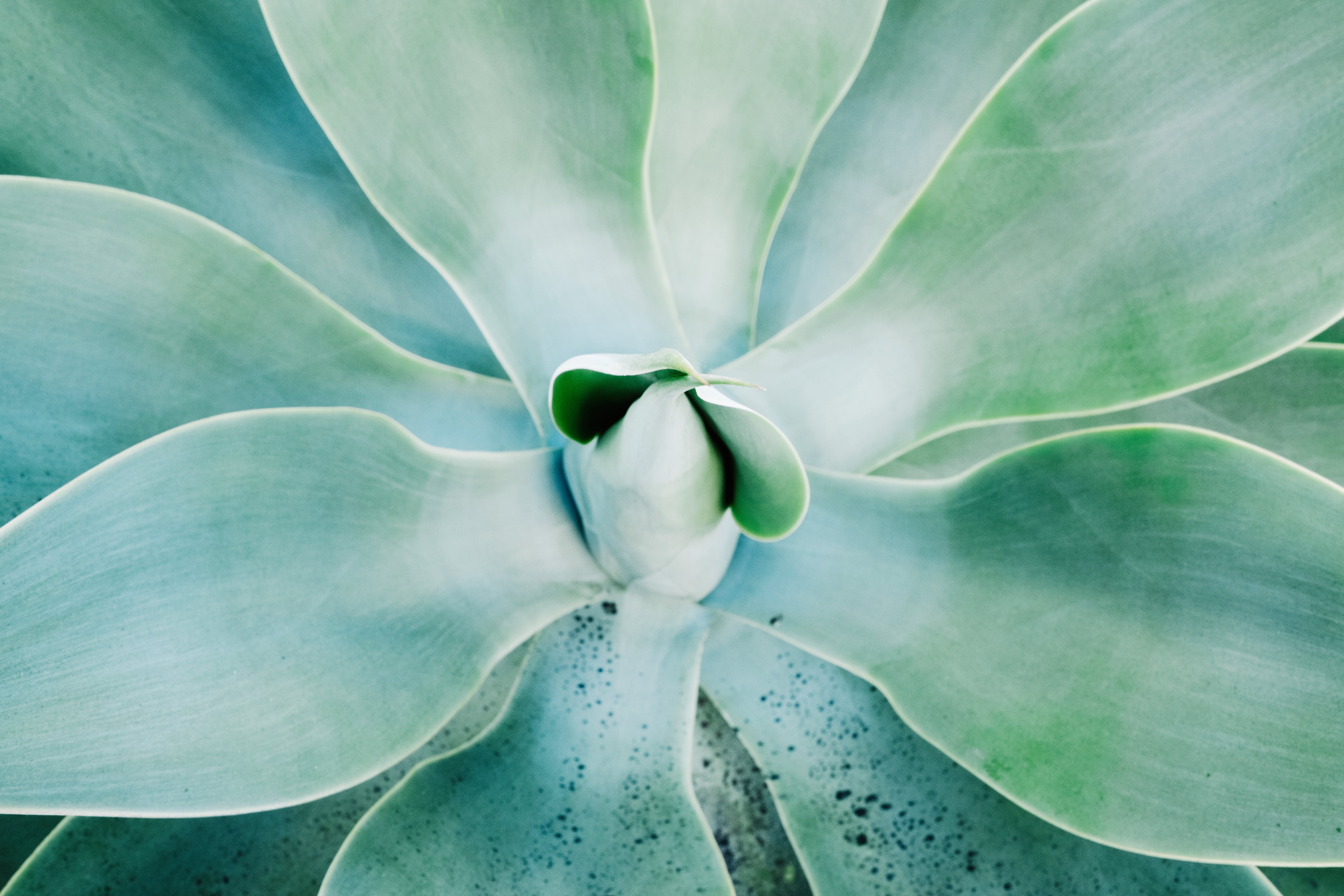 succulent background image